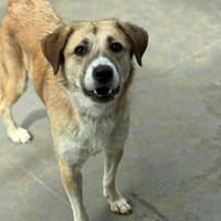IRMA wartet verzweifelt im Tierheim, Hündin zur Adoption