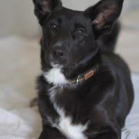 Toffee - kleiner Herzensbrecher sucht sein Glück, Hund zur Adoption