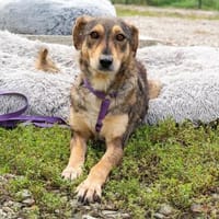 Lana sucht liebevolle Familie ..., Hündin zur Adoption
