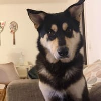 Pando sucht seine Lieblingsmenschen..., Hund zur Adoption