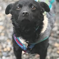 Nero unser kleiner Herzensbrecher...., Hund zur Adoption