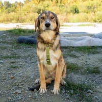 Mogli sucht seine Herzensmenschen..., Hund zur Adoption