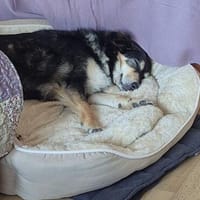 MIA  sie sucht ihre Familie fürs Leben. 🥹💕, Hündin zur Adoption