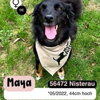 Fröhliche MAYA sucht ihre Menschen, Hündin zur Adoption
