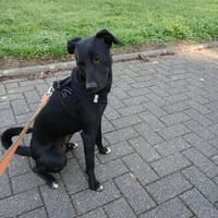 🐾Jogi 🐾 sucht sein für immer Zuhause, Hund zur Adoption