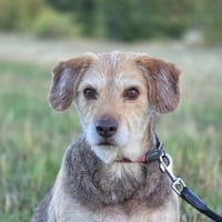 🐾 Ray sucht sein liebevolles Für-immer-Zuhause 🐾, Hund zur Adoption