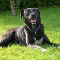 LIZA, Hündin zur Adoption