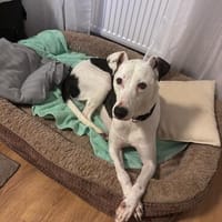 Tris, ruhig und liebevoll wartet er auf dich, Hund zur Adoption