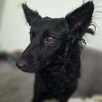 🐾❤ Blacky sucht ihre Menschen! ❤🐾, Hündin zur Adoption
