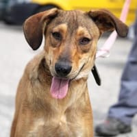 Maybrit ist ein Sonnenscheinchen!, Hündin zur Adoption