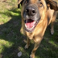Cholo , Teddybär sucht Liebe, Hund zur Adoption