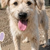 Cooper sucht sein Für-immer-Zuhause (C), Hund zur Adoption
