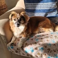 Lilly ideale Gefährtin für ältere Menschen, Hündin zur Adoption