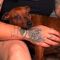 Verschmuster Paquito sucht sein Zuhause, Hund zur Adoption