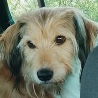 Rina - NOTFALL in 86695 Nordendorf, Hündin zur Adoption