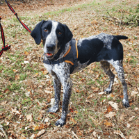 maurice, chien à adopter