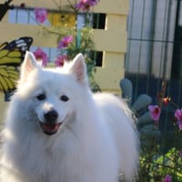 NOVA  HAA24850, chien à adopter