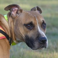 SAIKO, chien à adopter