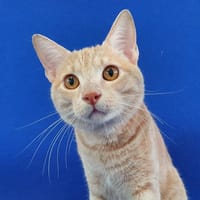 PRALINOU CHA13687, chat à adopter