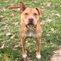 Bourvil CAA16179, chien à adopter