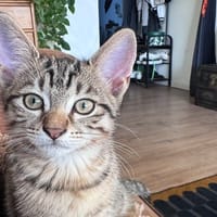 RENJI, chat à adopter