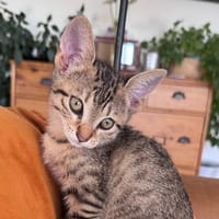 Rukia, chatte à adopter