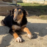 PROCYON, chien à adopter