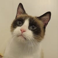 GAIA, chatte à adopter