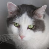 SIMBA, chat à adopter