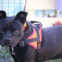 RAGNAR HAA24849, chien à adopter