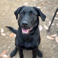 ZARIA, chienne à adopter