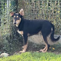 ORION, chien à adopter