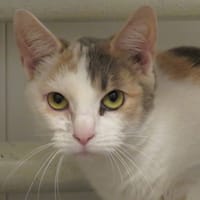 THEMIS, chatte à adopter