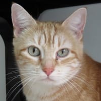 STYX, chatte à adopter