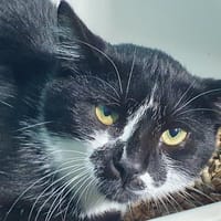 TOKAY CHA, chat à adopter