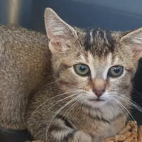MOZZARELLA CHA, chatte à adopter