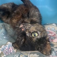 Source, chatte à adopter