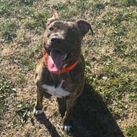 MINETTE PAA24470, chienne à adopter
