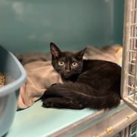 FRAOUDEL, chat à adopter
