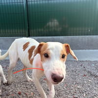 JACK, chien à adopter