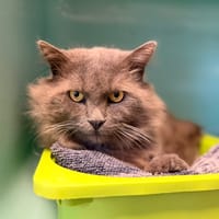 Calvin [FIV+], chat à adopter