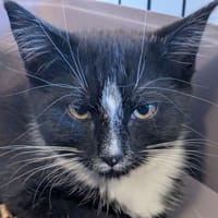RAVEN, chat à adopter