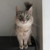 LETO (RESERVEE), chatte à adopter