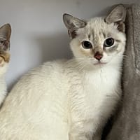 Babanig Bihan, chatte à adopter