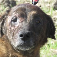 KENYA, chienne à adopter