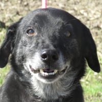 LASSIE, chienne à adopter