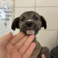 IRON MAN, chien à adopter