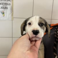 HULK, chien à adopter