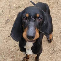 CALISSE, chienne à adopter