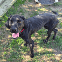 raymond, chien à adopter